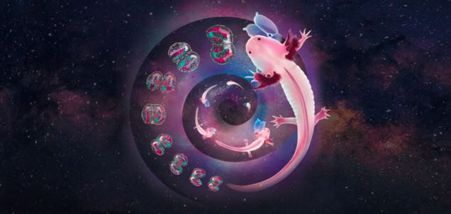 ​Science封面！华大构建全球首个脑再生时空图谱-肽度TIMEDOO