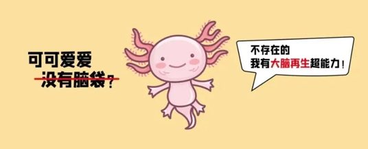 ​Science封面！华大构建全球首个脑再生时空图谱-肽度TIMEDOO