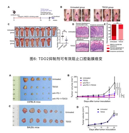 北京大学JCI | 白凡课题组与合作者揭示口腔癌变关键调控机制和新的治疗靶点-肽度TIMEDOO