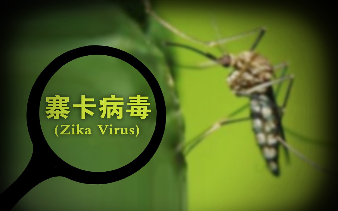 研究证实骚扰阿蚊是寨卡病毒潜在的传播媒介