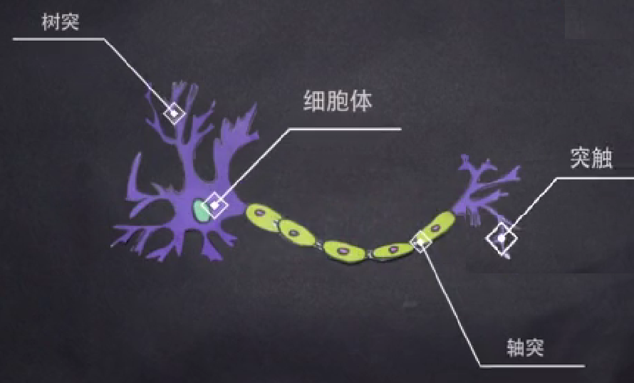八子补肾胶囊对抗神经衰老，改善大脑记忆功能-肽度TIMEDOO