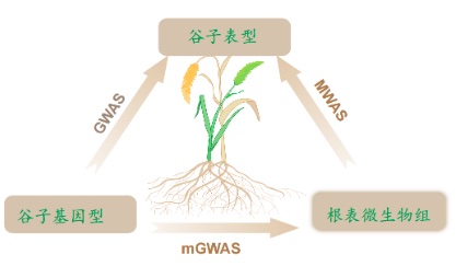 华大试解小米产量谜题：选择哪种微生物作伴，基因型有自己的答案-肽度TIMEDOO