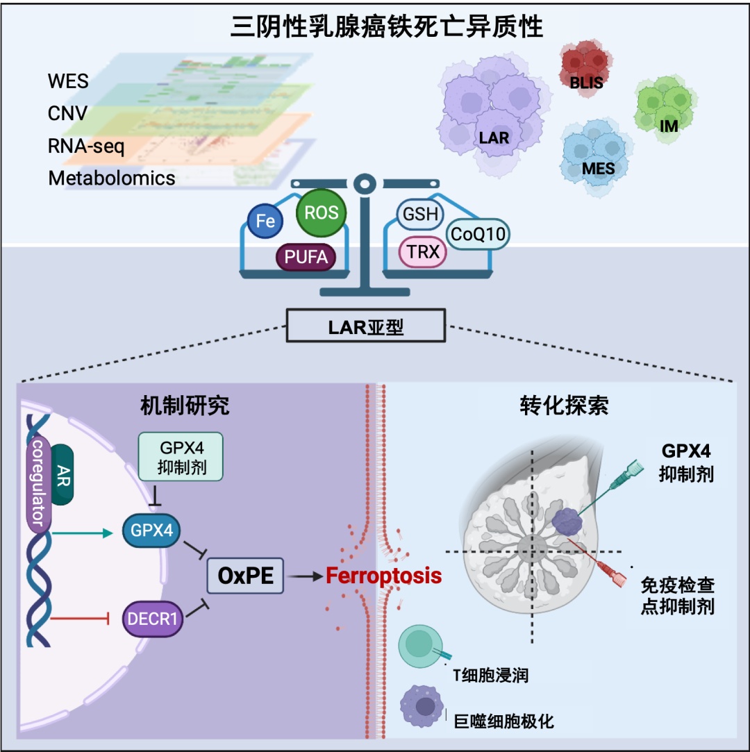 “铁”杵磨成针,三阴性乳腺癌“复旦分型”再添抗癌新武器-肽度TIMEDOO
