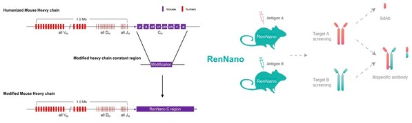 图2. RenNano®基因改造策略与使用方案 百奥赛图成功研发全人纳米抗体小鼠RenNano-肽度TIMEDOO