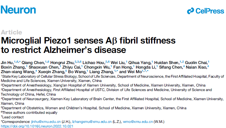 厦门大学莫玮教授团队揭示小胶质细胞通过Piezo1感知淀粉样斑块硬度限制阿尔茨海默病进程