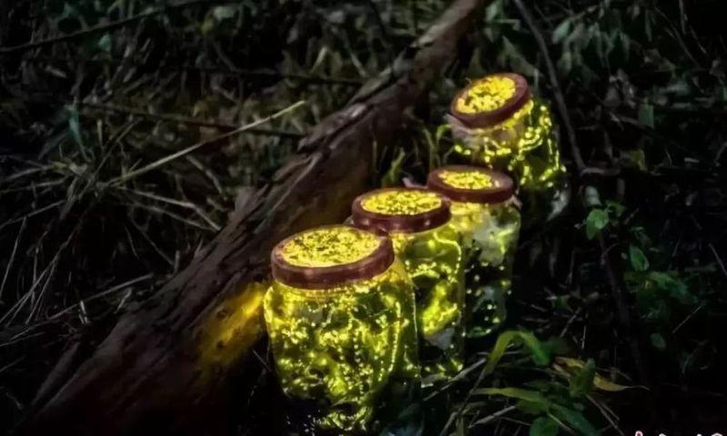从机器人萤火虫到止血秋葵膏药 2022年受大自然启发的科学发现