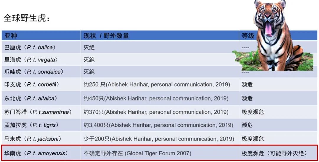 华大构建华南虎高质量基因组图谱助力遗传拯救-肽度TIMEDOO