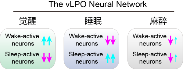 脑智卓越中心等发现全身麻醉对睡眠核心网络的调控规律-肽度TIMEDOO