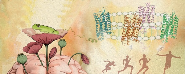 上海药物所等揭示阿片受体家族与内啡肽系统的分子作用机制
