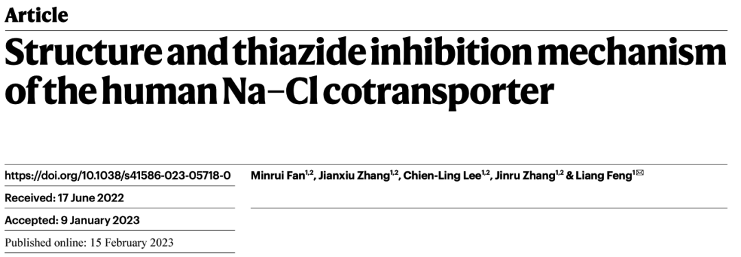 Nature | 噻嗪类利尿剂如何抑制远曲小管回收Na+和Cl- —— 钠氯协同转运体NCC的结构解析-肽度TIMEDOO