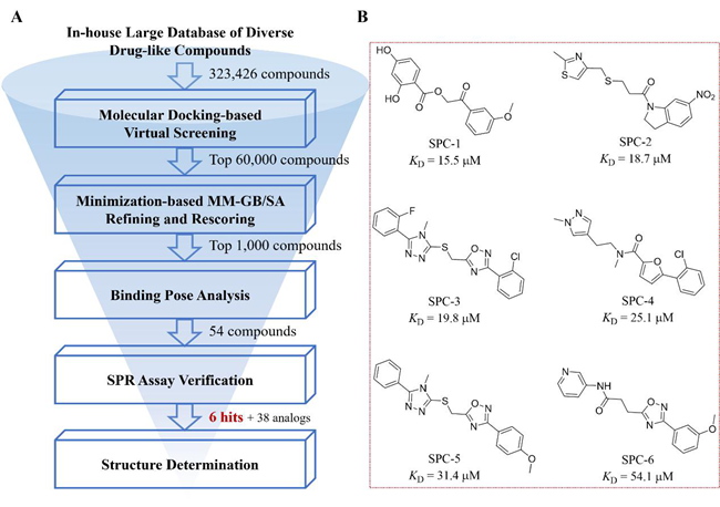 ACS Central Science | 以不变应万变:黄牛实验室利用虚拟筛选方法发现可调控新冠病毒刺突蛋白构象转变的小分子调节剂-肽度TIMEDOO