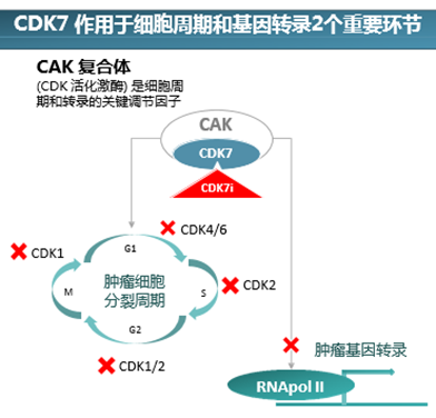 亿腾景昂递交国内首个CDK7抑制剂临床试验申请获受理-肽度TIMEDOO