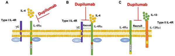 图2 Dupilumab靶向IL-4Rα的潜在作用机制 三生国健--明星靶点IL-4Rα:过敏性疾病关键角色-肽度TIMEDOO