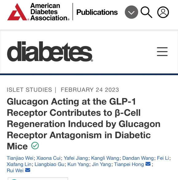 北大第三医院魏蕊/洪天配研究团队在Diabetes发表胰岛β细胞再生机制研究的最新成果