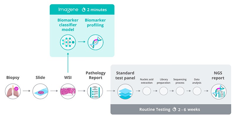 以色列Imagene：新一代AI技术助力癌症生物标志物实时检测-肽度TIMEDOO
