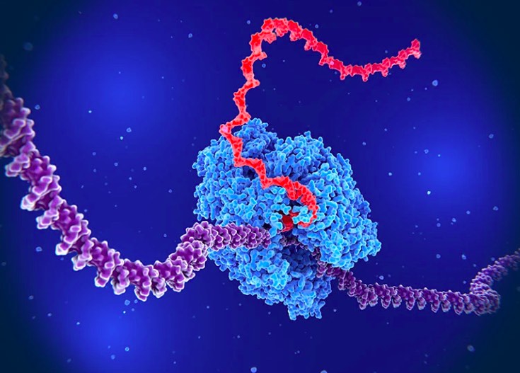Nature：寿命之谜揭示，五种生物细胞过程的相似性或助力抗衰老研究