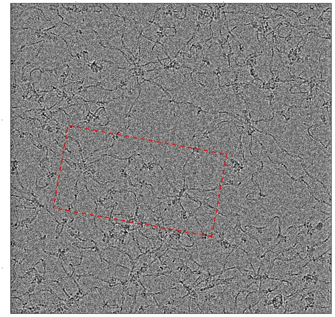 北京大学生命科学学院高宁/李宁宁团队揭示血红细胞Spectrin-Actin膜骨架系统的组织规则及结构稳定性的分子基础-肽度TIMEDOO