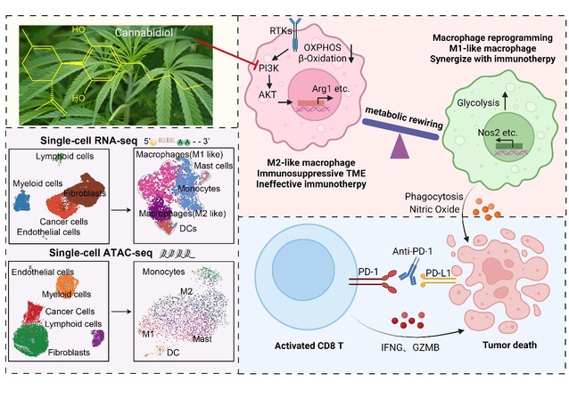 南京大学生科院孙洋课题组揭示大麻二酚抑制结直肠癌进展的分子机制-肽度TIMEDOO