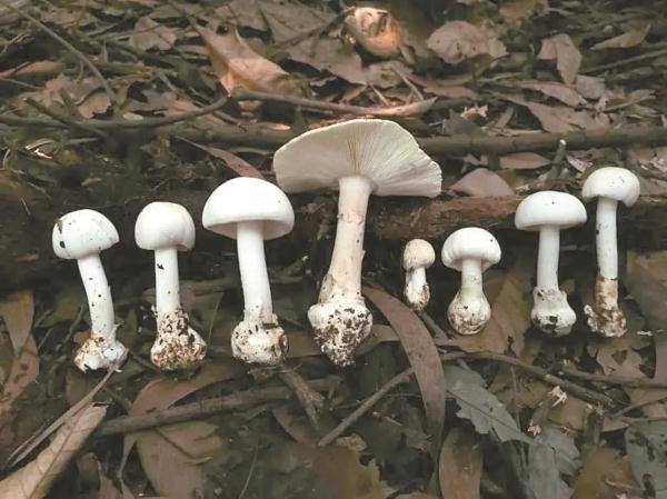 “毒王”蘑菇，解药有望！
