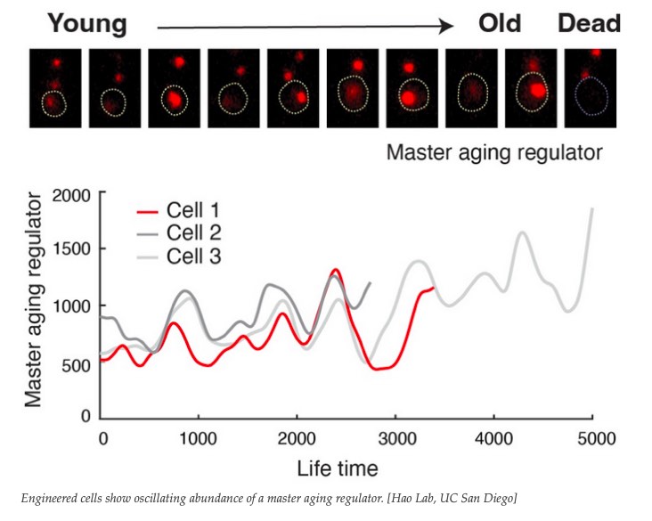 从酵母细胞到人类细胞:合成生物学为延长寿命探索新途径-肽度TIMEDOO