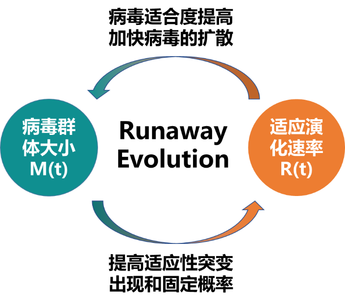 北京大学生命科学学院陆剑课题组揭示冠状病毒Spike蛋白演化规律-肽度TIMEDOO