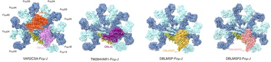 b4cbf9479afa49b8b0b183dcce9956e4.jpg 北京大学生命科学学院肖俊宇课题组发现恶性疟原虫演化出多种“劫持”IgM的分子机制-肽度TIMEDOO