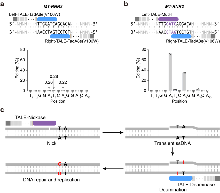 北京大学生命科学学院魏文胜课题组报道新型线粒体碱基编辑器