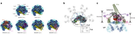 f0662cf16be042db89bcc15f7fa4ba51.jpg 北京大学生命科学学院肖俊宇课题组发现恶性疟原虫演化出多种“劫持”IgM的分子机制-肽度TIMEDOO