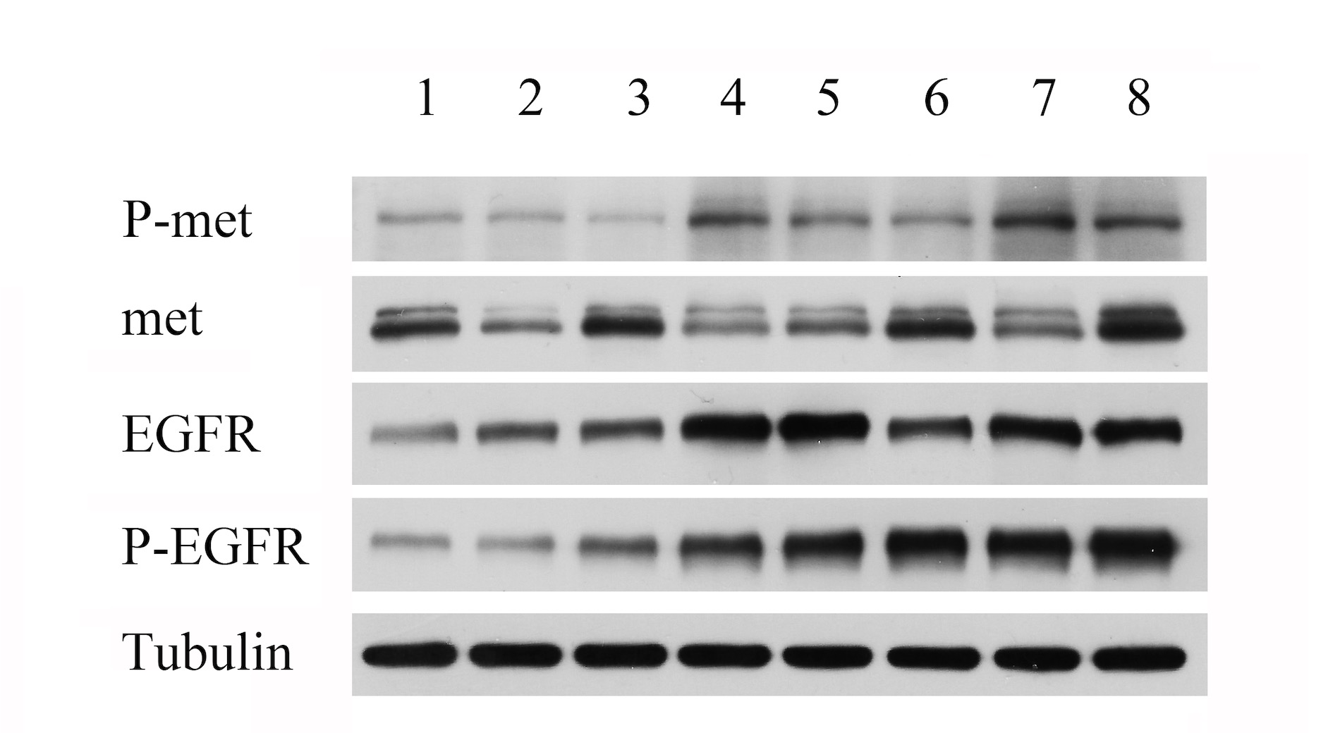 把价格打下来了！实验进程加速利器！高效、节省时间的方法(WB、qPCR)-肽度TIMEDOO
