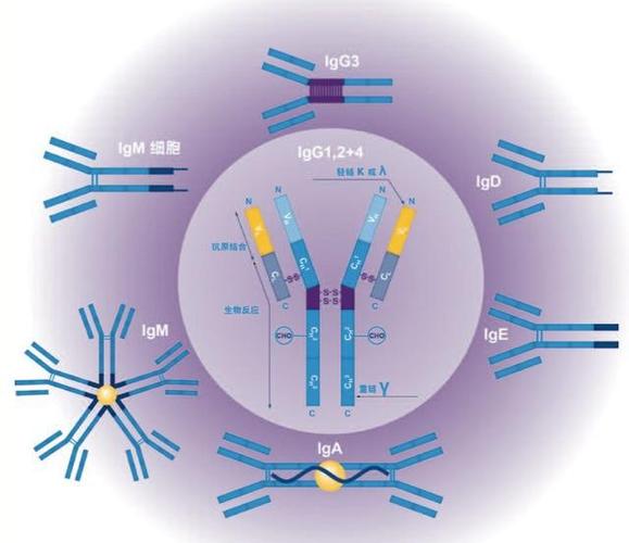 AGC Biologics新推出的AGCellerate具有高效、价位固定和保证产品数量等功能
