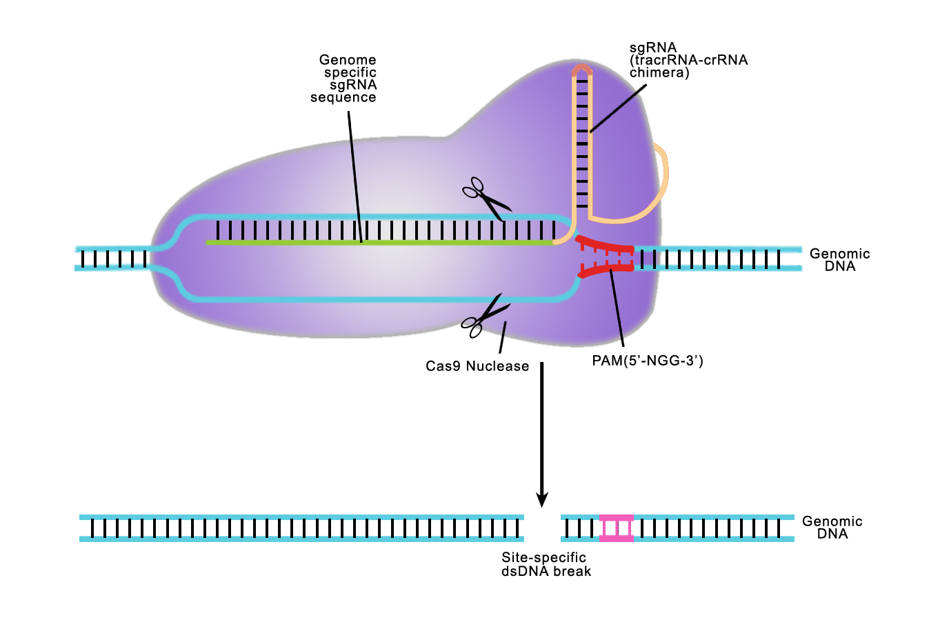 Parse Biosciences推出CRISPR Detect