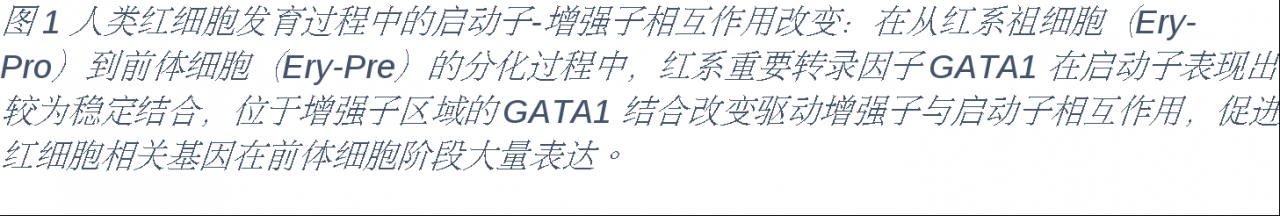 北京大学生命科学学院李湘盈课题组解析红细胞发育各阶段的多维度染色质动态-肽度TIMEDOO