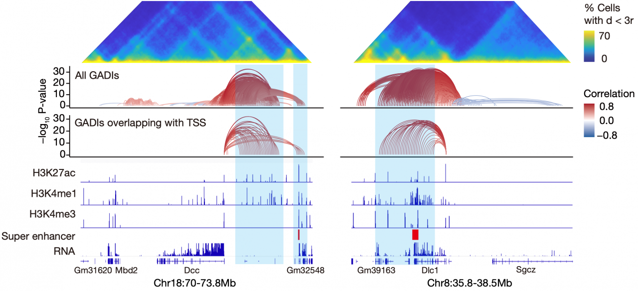 北京大学邢栋课题组利用单细胞多组学技术揭示三维基因组与基因表达的关系-肽度TIMEDOO