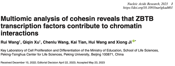 86f4f5d6f4304432b5a8cba94b3253f8.png 北京大学生命科学学院季雄团队在基因表达调控领域取得进展-肽度TIMEDOO