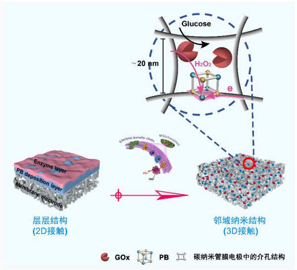 中国科学院过程工程所开发出邻域纳米结构生物传感膜