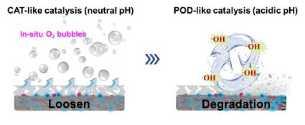中国科学院过程工程所开发出邻域纳米结构生物传感膜-肽度TIMEDOO