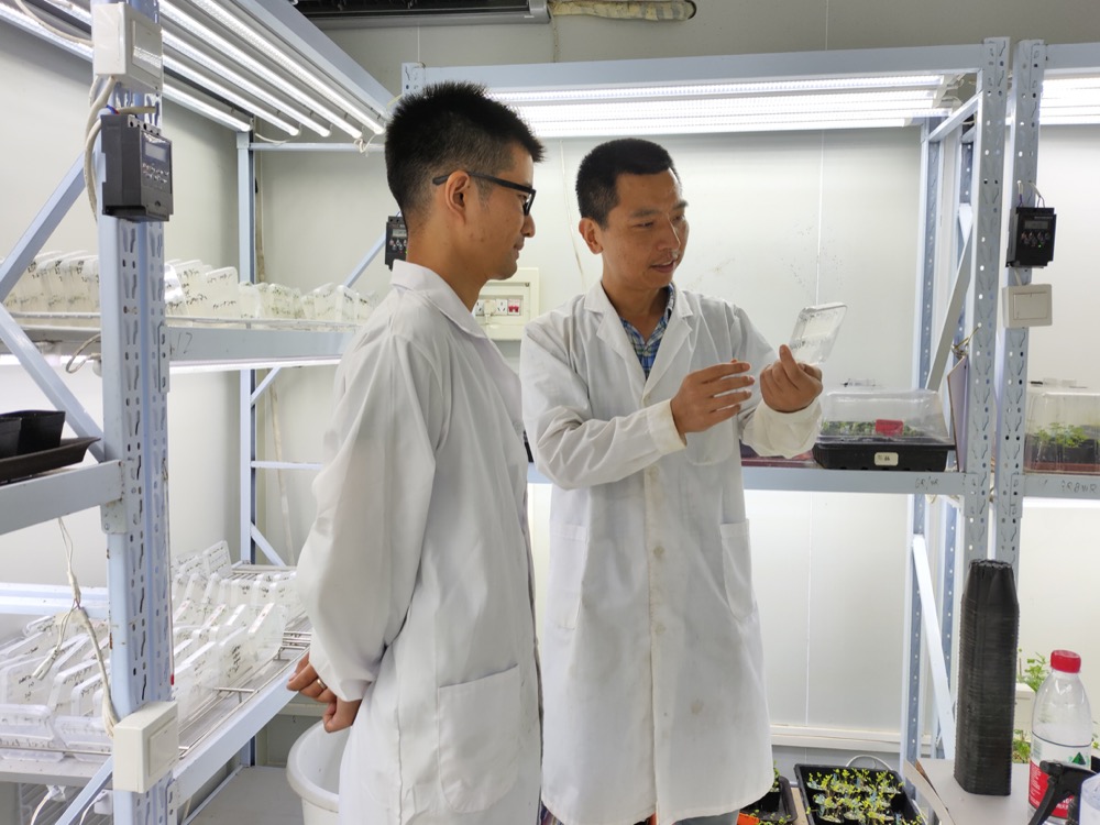 研究发现调控根瘤细胞信号传递的“机关”-肽度TIMEDOO