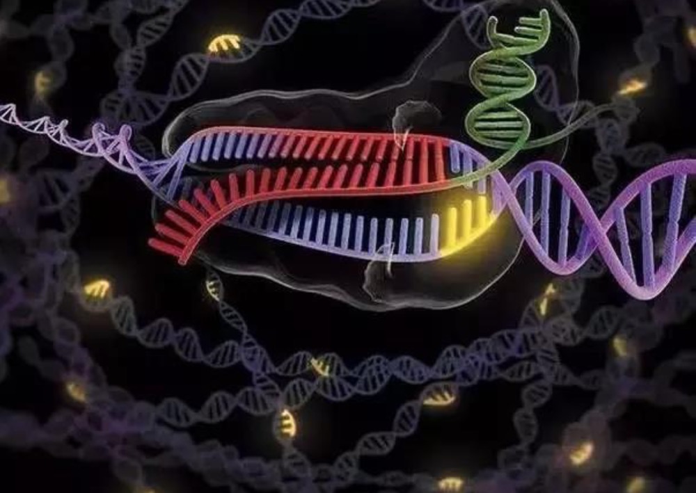 科学家们开始探索使用“基因魔剪”治疗阿尔茨海默病
