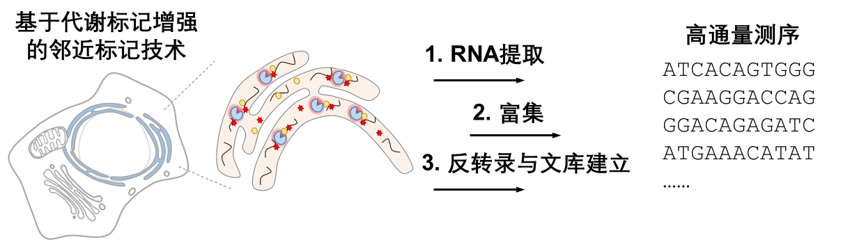 北京大学化学学院邹鹏课题组发现存在于内质网腔的RNA分子