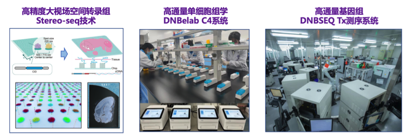 Cell重磅:中国科学院脑智卓越中心、华大等机构发布迄今最完整灵长类脑细胞图谱 国产超高精度、大视场“生命照相机”助力绘制全球首个猕猴全脑皮层三维单细胞图谱-肽度TIMEDOO
