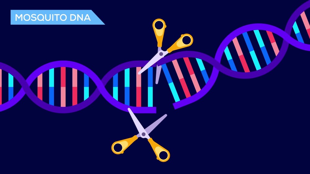 Science：第一次在骨髓中对造血干细胞进行基因工程改造