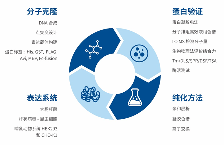 雅惠投资｜领投靶点驱动药物发现CRO公司爱思益普B+轮融资-肽度TIMEDOO