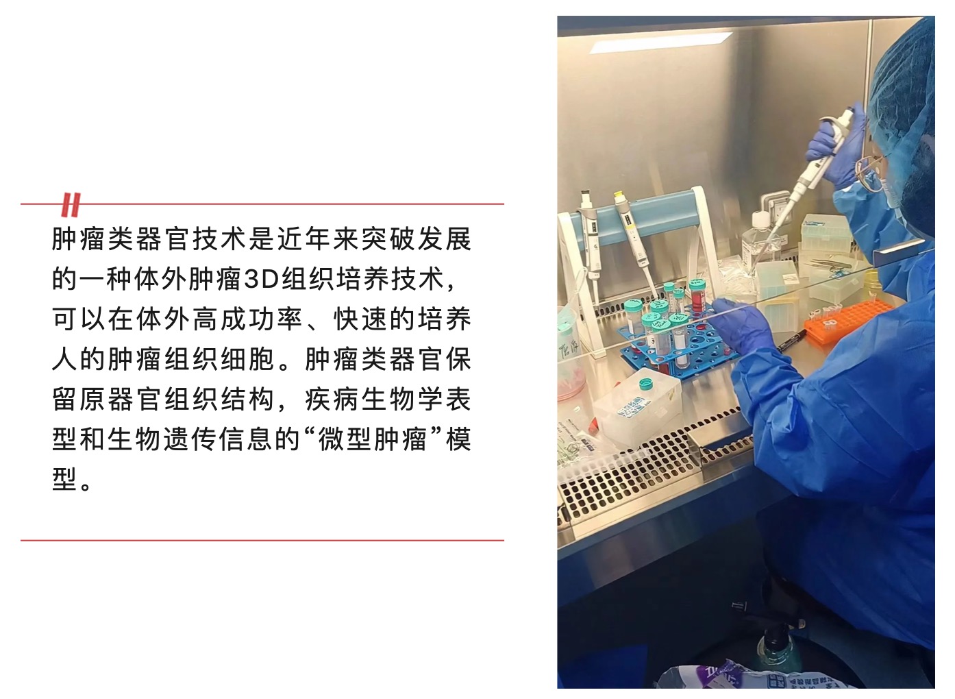 肿瘤类器官技术：解锁医学的未来大门-肽度TIMEDOO
