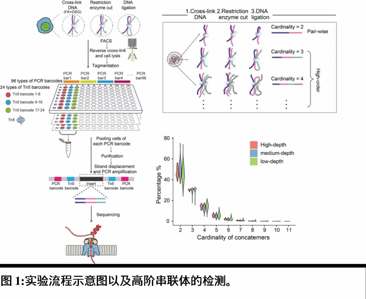 北京大学生物医学前沿创新中心汤富酬课题组开发出基于单分子测序平台的scNanoHi-C技术，可精准检测单细胞高阶染色质互作
