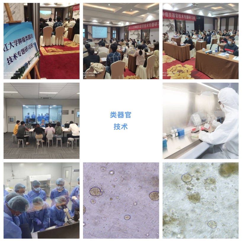 肿瘤类器官技术：解锁医学的未来大门-肽度TIMEDOO