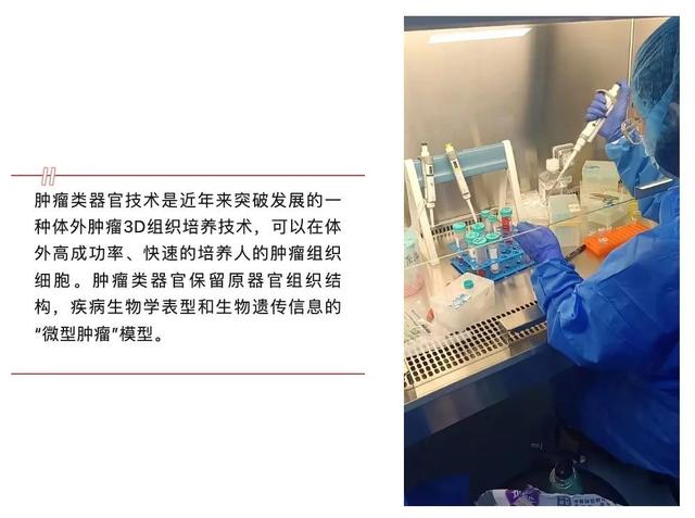 揭秘肿瘤类器官技术：为何这些人必须掌握它？-肽度TIMEDOO