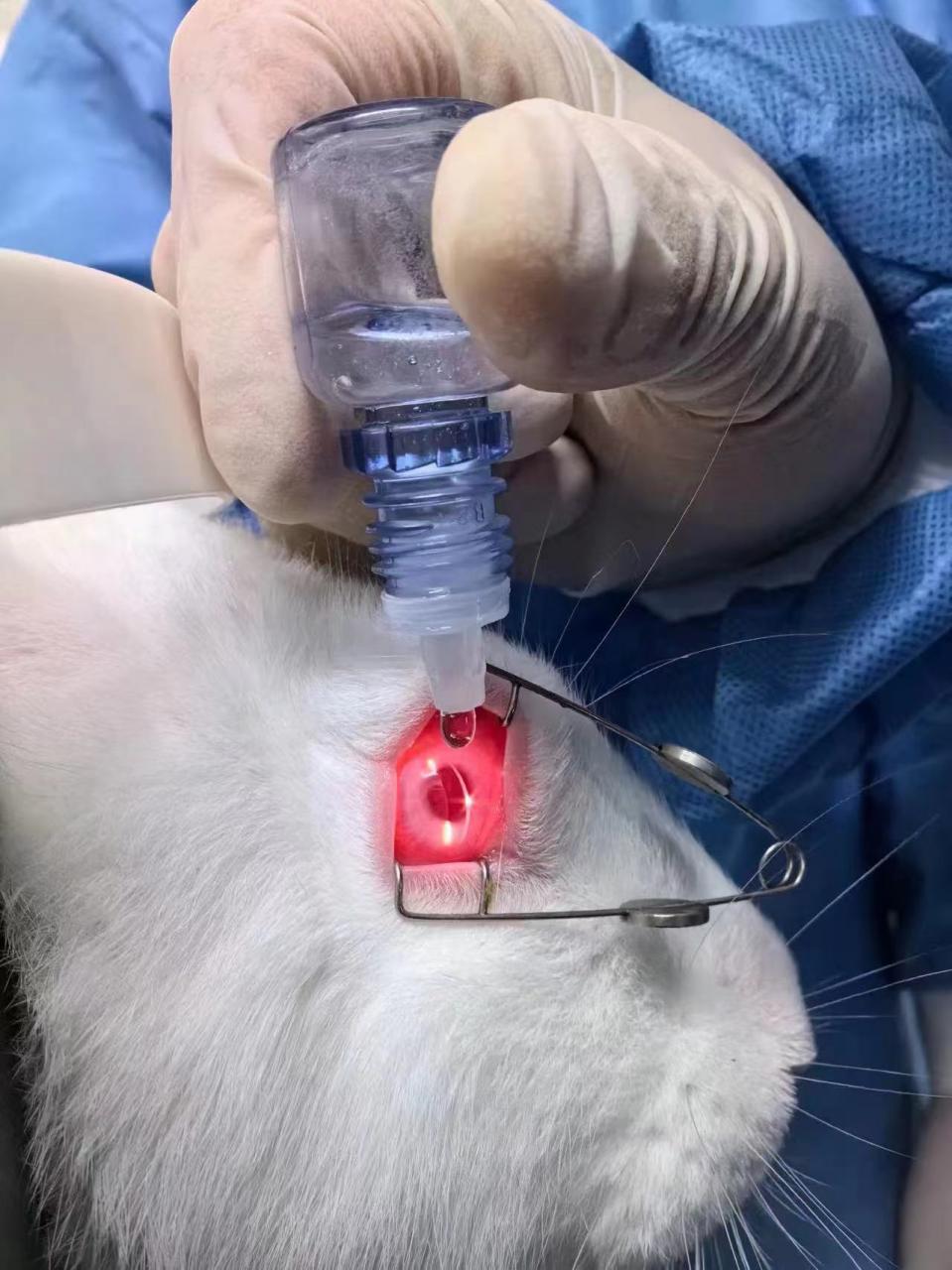 新型凝胶滴眼液可治角膜新生血管疾病