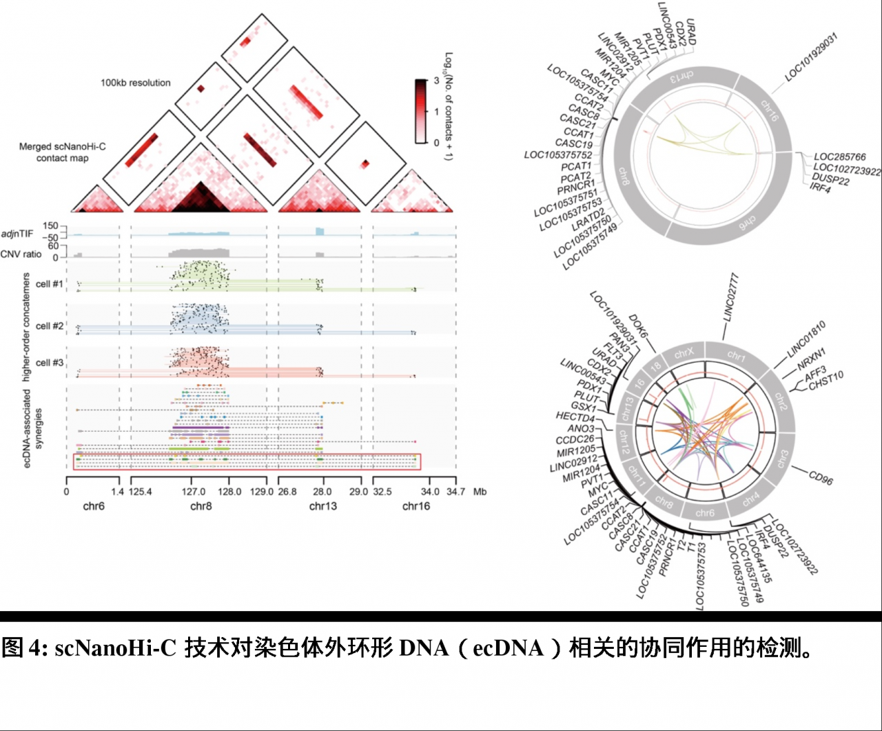 北京大学生物医学前沿创新中心汤富酬课题组开发出基于单分子测序平台的scNanoHi-C技术,可精准检测单细胞高阶染色质互作-肽度TIMEDOO