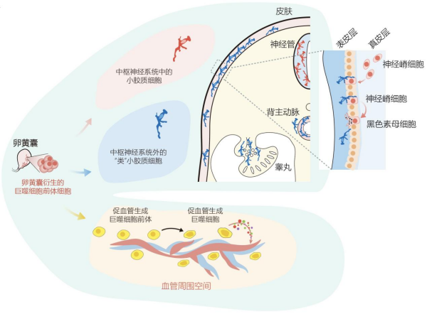科学家构建人体免疫发育细胞图谱-肽度TIMEDOO