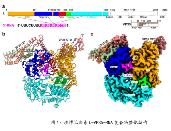 微生物所破解埃博拉病毒基因组从头起始复制的分子机制
